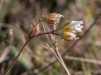 Saxifraga granulata Mysinge Alvar, Mörbylånga, Öland, Sweden 20170526_0172