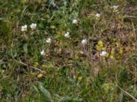 Saxifraga granulata Risen, Genarp, Lund, Skåne, Sweden 20140501_0106