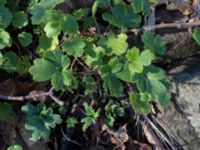 Saxifraga granulata Skogsby, Mörbylånga, Öland, Sweden 20160409_0137