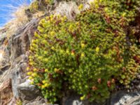 Saxifraga juniperifolia Kuro N, Stepantsminda, Mtskheta-Mtianeti, Georgia 20180424_3504