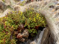 Saxifraga juniperifolia Kuro N, Stepantsminda, Mtskheta-Mtianeti, Georgia 20180424_3506