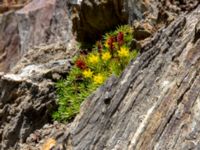Saxifraga juniperifolia Kuro N, Stepantsminda, Mtskheta-Mtianeti, Georgia 20180424_3507