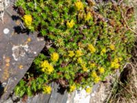 Saxifraga juniperifolia Kuro N, Stepantsminda, Mtskheta-Mtianeti, Georgia 20180424_3509