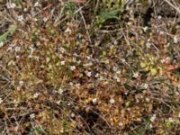 Saxifraga tridactylites Everöds gamla banvall, Kristianstad, Skåne, Sweden 20160508_0085