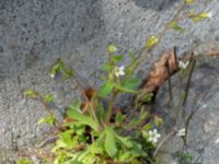 Saxifraga tridactylites Hakvingegatan 6, Bunkeflostrand, Malmö, Skåne, Sweden 20230501_0041