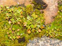 Saxifraga tridactylites Hakvingegatan 6, Bunkeflostrand, Malmö, Skåne, Sweden 20240324_0043-3