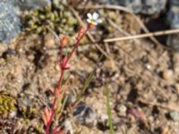 Saxifraga tridactylites Horna, Kristianstad, Skåne, Sweden 20160505_0162