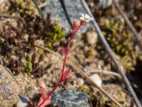 Saxifraga tridactylites Horna, Kristianstad, Skåne, Sweden 20160505_0164