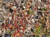 Saxifraga tridactylites Lyngsjö hed, Kristianstad, Skåne, Sweden 20160508_0055