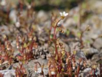 Saxifraga tridactylites Reningsverket, Klagshamns udde, Malmö, Skåne, Sweden 20170409_0085