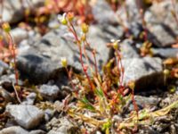 Saxifraga tridactylites Reningsverket, Klagshamns udde, Malmö, Skåne, Sweden 20180504_0024