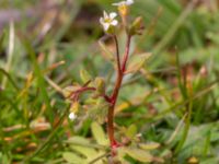 Saxifraga tridactylites Väderögatan, Malmö, Skåne, Sweden 20200412_0075