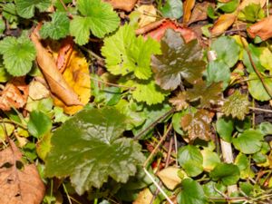 Heuchera micrantha - Crevice Alumroot - Småblommig alunrot