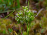 Scheuchzeria palustris Pydden, Holmeja, Svedala, Skåne, Sweden 20160617_0120