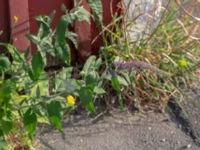 Buddleja davidii Branteviks hamn, Simrishamn, Skåne, Sweden 20180727_0203