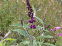 Buddleja davidii Jorddeponi Sliparebacken, Lund, Skåne, Sweden 20170710_0040