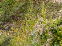 Buddleja davidii Limhamns kalkbrott, Malmö, Skåne, Sweden 20180901_0034