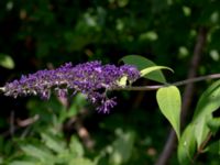 Buddleja davidii N sidan Stora kalkbrottet, Klagshamns udde, Malmö, Skåne, Sweden 20190809_0060