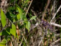 Buddleja davidii N sidan Stora kalkbrottet, Klagshamns udde, Malmö, Skåne, Sweden 20190809_0061