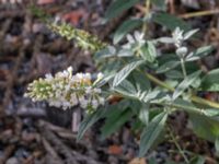 Buddleja davidii Södra varvsbassängen, Malmö, Skåne, Sweden 20231014_0188