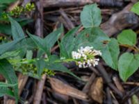 Buddleja davidii Svedala jorddeponi, Svedala, Skåne, Sweden 20231021_0054