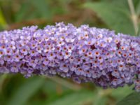 Buddleja davidii Ulricedal, Malmö, Skåne, Sweden 20190730_0065