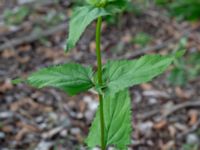 Scrophularia nodosa Jungmansgatan, Norrköping, Östergötland, Sweden 20190608_0299