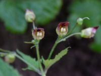 Scrophularia nodosa Lyckås, Fyledalen, Ystad, Skåne, Sweden 20191006_0164