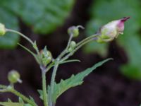 Scrophularia nodosa Lyckås, Fyledalen, Ystad, Skåne, Sweden 20191006_0166