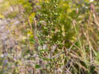 Scrophularia nodosa Utfyllnaden Oljesjön, Norra hamnen, Malmö, Skåne, Sweden 20230730_0001