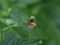 Scrophularia umbrosa 800 m NV Tosterup kyrka, Tomelilla, Skåne, Sweden 20160727_0095