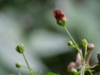 Scrophularia umbrosa 800 m NV Tosterup kyrka, Tomelilla, Skåne, Sweden 20160727_0102