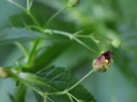 Scrophularia umbrosa 800 m NV Tosterup kyrka, Tomelilla, Skåne, Sweden 20160727_0107