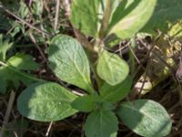 Verbascum blattaria Källvattengatan, Malmö, Skåne, Sweden 20160815_0024