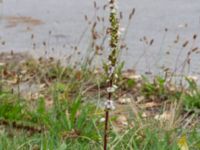 Verbascum chaixii Odlingsvägen, Alnarp, Lomma, Skåne, Sweden 20190808_0002