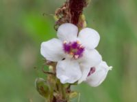 Verbascum chaixii Odlingsvägen, Alnarp, Lomma, Skåne, Sweden 20190808_0003