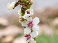 Verbascum chaixii Odlingsvägen, Alnarp, Lomma, Skåne, Sweden 20190808_0004