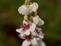 Verbascum chaixii Odlingsvägen, Alnarp, Lomma, Skåne, Sweden 20190808_0007