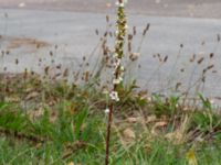 Verbascum chaixii Odlingsvägen, Alnarp, Lomma, Skåne, Sweden 20190808_0010