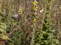 Verbascum densiflorum 1,36 km SSV Karsholms gård, Kristianstad, Skåne, Sweden 20160827_0081