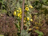 Verbascum densiflorum 1,36 km SSV Karsholms gård, Kristianstad, Skåne, Sweden 20160827_0082