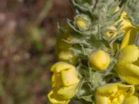 Verbascum densiflorum 1,36 km SSV Karsholms gård, Kristianstad, Skåne, Sweden 20160827_0084