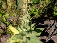 Verbascum densiflorum 1,36 km SSV Karsholms gård, Kristianstad, Skåne, Sweden 20160827_0085