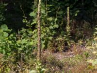 Verbascum densiflorum 1,36 km SSV Karsholms gård, Kristianstad, Skåne, Sweden 20160827_0087