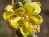 Verbascum densiflorum 1,36 km SSV Karsholms gård, Kristianstad, Skåne, Sweden 20160827_0088