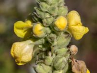 Verbascum densiflorum 1,36 km SSV Karsholms gård, Kristianstad, Skåne, Sweden 20160827_0090