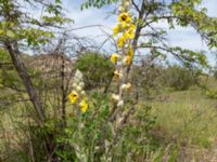 Verbascum formosum Valley 4.4 km NW Dalis Reservoir Tower, Chachuna, Kakheti, Georgia 20180427_3219