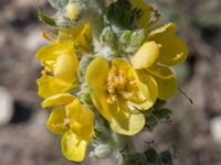 Verbascum gnaphalodes 1.5 km SSE Aderbiyevka, Krasnodar, Russia 20160911B_0324