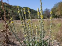 Verbascum gnaphalodes 1.5 km SSE Aderbiyevka, Krasnodar, Russia 20160911_0323