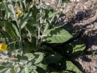 Verbascum gnaphalodes 1.5 km SSE Aderbiyevka, Krasnodar, Russia 20160911_0326